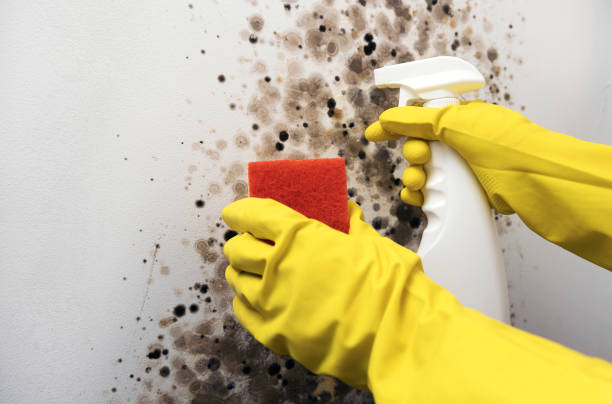 Best Attic Mold Removal  in Dallastown, PA