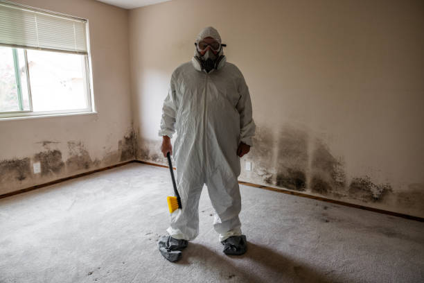 Mold Removal and Inspection in Dallastown, PA