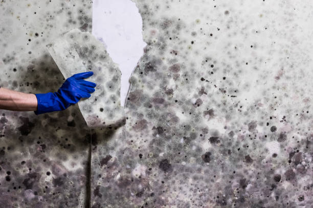 Best Fast Mold Removal  in Dallastown, PA
