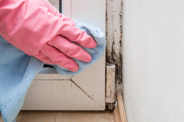 Best Crawl Space Mold Removal  in Dallastown, PA